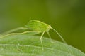 Image of Katydid Nymph Grasshoppers & x28;Tettigoniidae& x29;