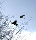 Kestrel being chased by a crow