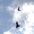 Kestrel being chased by a crow