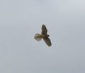 Kestrel in flight