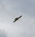 Kestrel in flight