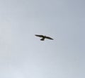 Kestrel in flight