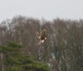 Kestrel hovering in the air