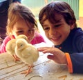 Image of kids and baby chickens