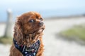 Image of a King Charles Spaniel looking into the camera with a soft, subtle gaze Royalty Free Stock Photo