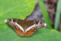 Image of The Knight butterfly Lebadea martha Fabricius, 1787 Royalty Free Stock Photo