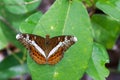 Image of The Knight butterfly Lebadea martha Fabricius, 1787 Royalty Free Stock Photo