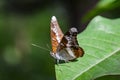 Image of The Knight butterfly & x28;Lebadea martha Fabricius, 1787& x29; Royalty Free Stock Photo