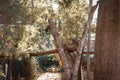 Koala sitting in an Australian native gum tree eating leaves Royalty Free Stock Photo