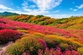 Kochia and cosmos bush with hill landscape Mountain,at Hitachi Seaside Park in autumn with blue sky at
