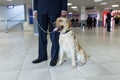 Close up image of a Labrador dog for detecting drugs at the airport standing near the customs guard. Horizontal view Royalty Free Stock Photo