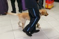Image of a labrador dog detecting drugs at the airport standing near the customs guard. Royalty Free Stock Photo