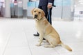 Image of a Labrador dog looking at camera, for detecting drugs at the airport standing near the customs guard