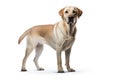 Image of brown labrador dog on white background. Pet., Animals., Mammals