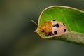 Image of Ladybird beetles or Ladybugs on green leaves.