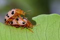 Image of Ladybird beetles or Ladybugs on green leaves. Insect Royalty Free Stock Photo