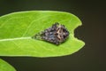 Image of Laglaise`s garden spider on green leaf on nature background. Insect. Animal Royalty Free Stock Photo