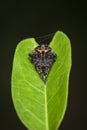 Image of Laglaise`s garden spider on green leaf on nature background. Insect. Animal Royalty Free Stock Photo