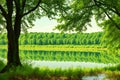 lake shore with distinct trees in green summer on the land. water seen through and green foliage in