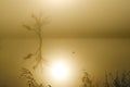 Image of a lake and a tree with the sunrise in backlight Royalty Free Stock Photo