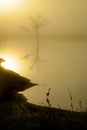 Image of a lake and a tree with the sunrise in backlight Royalty Free Stock Photo