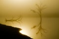 Image of a lake and a tree with the sunrise in backlight Royalty Free Stock Photo
