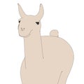 Image of lama animal