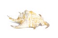 Image of Lambis chiragra, Harpago chiragra on a white background. Undersea Animals. Sea shells