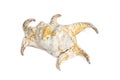 Image of Lambis chiragra, Harpago chiragra on a white background. Undersea Animals. Sea shells