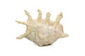 Image of lambis scorpius sea shell, common name the scorpion conch or scorpion spider conch, is a species of large sea snail, a