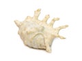 Image of lambis scorpius sea shell, common name the scorpion conch or scorpion spider conch, is a species of large sea snail, a