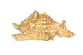 Image of lambis truncata sowerbyi sea shell on a white background. Sea shells. Undersea Animals