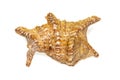 Image of lambis truncata sowerbyi sea shell on a white background. Sea shells. Undersea Animals