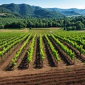 A landscape of agricultural plantation with rows and green plants growing in a v... Royalty Free Stock Photo