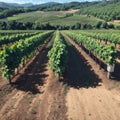 A landscape of agricultural plantation with rows and green plants growing in a v... Royalty Free Stock Photo