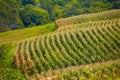 Landscape of corn field rows Royalty Free Stock Photo