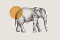 Image of a large African elephant, drawn by graphic lines on a light background. Royalty Free Stock Photo