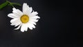 the image of a large beautiful daisy flower on a black background.a genus of perennial flowering plants of the Royalty Free Stock Photo