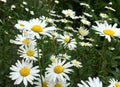 Large daisy flowers Royalty Free Stock Photo