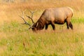 Large Elk in Meadow Yellowstone National Park Royalty Free Stock Photo