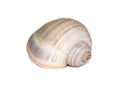 Image of large empty ocean snail shell on a white background. Undersea Animals. Sea shells Royalty Free Stock Photo