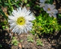 Wonderful large frilly white flower