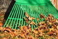 Large Green Rake and Autumn Leaves