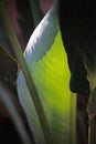 LARGE GREEN CANNA LEAVES AND STEMS IN A GARDEN Royalty Free Stock Photo