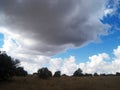 GRASS AND OPEN WOODLAND IN A SOUTH AFRICAN LANDSCAPE WITH LARGE CLOUD