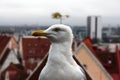 The image of a large marine white gull