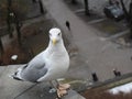 The image of a large marine white gull