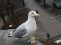 The image of a large marine white gull