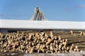 Stack of logs by sawmill Royalty Free Stock Photo