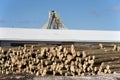 Stack of logs by sawmill